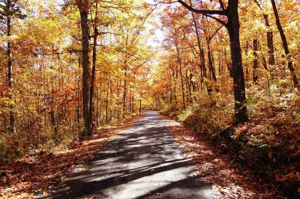 The camp road through autumn trees on Lookout Mountain